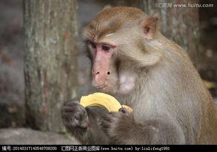 女猴吃瓜,揭秘猴界美食新风尚