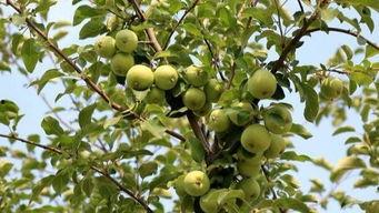 乡下孩子怎么吃瓜,乡下孩子夏日吃瓜记