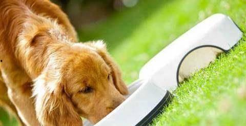 狗狗吃茭瓜山药好吗,茭瓜山药，健康美味的选择？