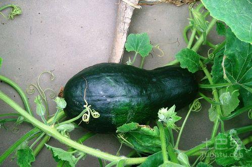 吃瓜的小苏子,揭秘吃瓜小苏子的趣味生活