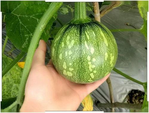 一心只吃瓜,一心只吃瓜的奇妙旅程