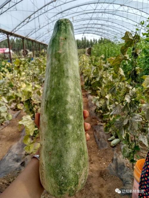 缅甸园区吃瓜,瓜果飘香，共享丰收喜悦