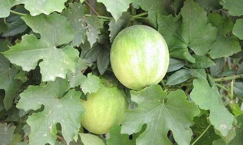 杭州金边吃瓜的地方,夏日吃瓜好去处盘点