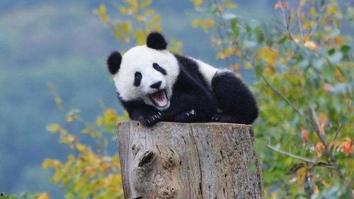 熊猫兰香吃瓜,夏日消暑新宠