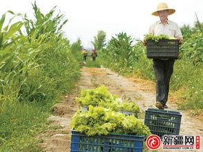 安宁渠吃瓜,畅享清凉，品味生活