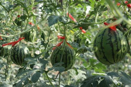 济南假名媛吃瓜,揭秘网络红人的真实面目