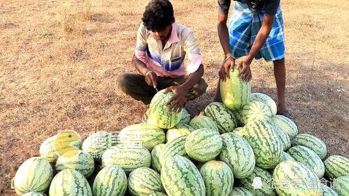 各国网友在线吃瓜,跨国网络热点大揭秘