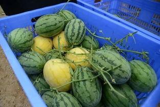 吃瓜群卖瓜,揭秘网络社交的甜蜜陷阱