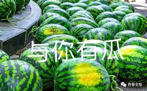 西北吃瓜大学,揭秘大学生活新风尚