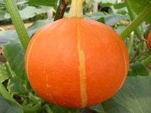 红色兰瓜怎么吃,解锁美味新体验