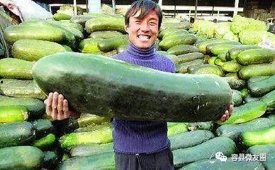 吃瓜为什么不会饱,轻松享受夏日清凉，揭秘为何吃瓜不会饱