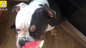 狗狗打架吃瓜,围观打架，吃瓜群众也疯狂