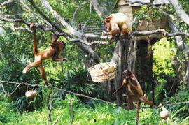 火猴吃瓜,揭秘网络红人现象背后的故事