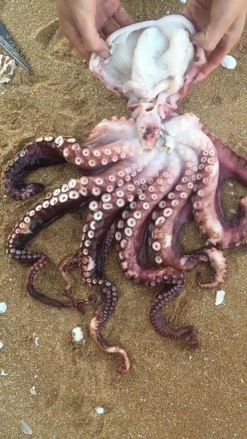 大章鱼瓜如何吃,大章鱼瓜的多样食法探索