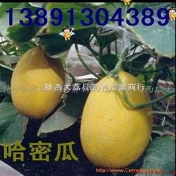 吃瓜客生鲜产地,源自原产地的新鲜之旅”