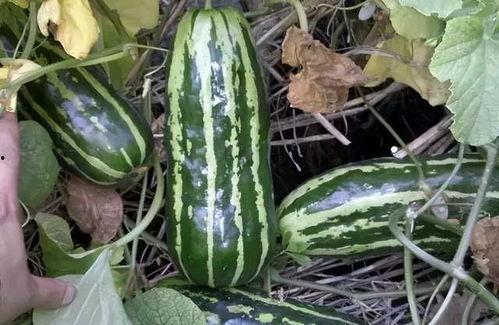 五手瓜怎么吃,探索美味与营养的完美结合