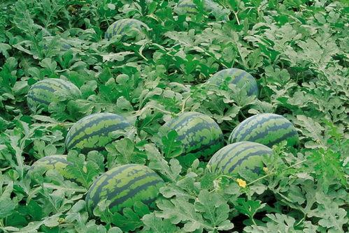 金乡吃瓜怎么回事