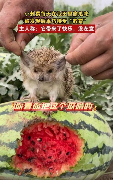 动物喜欢吃瓜,揭秘动物们的“甜蜜诱惑”